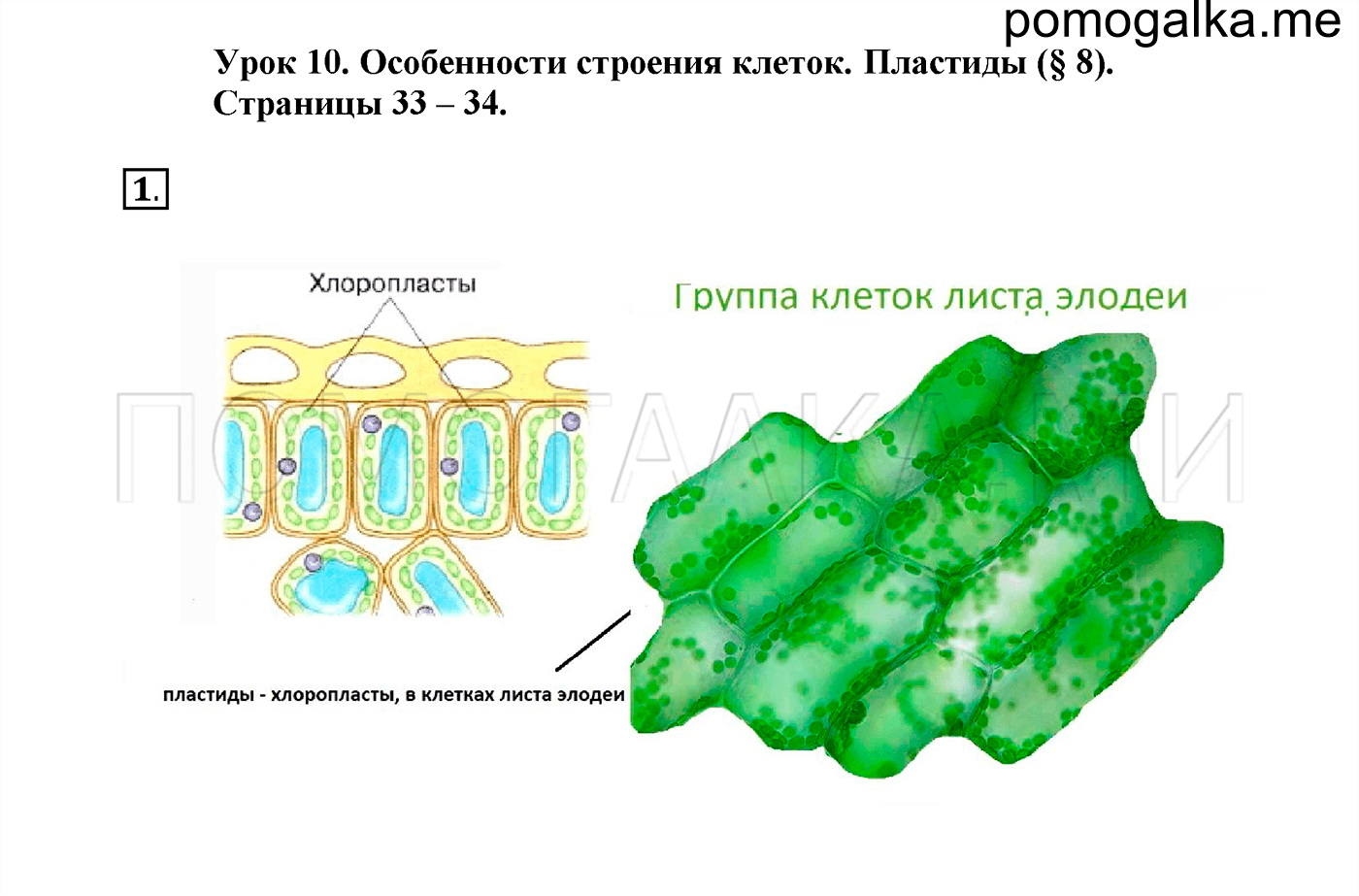 Жизнедеятельность клетки 5 класс фгос пасечник презентация